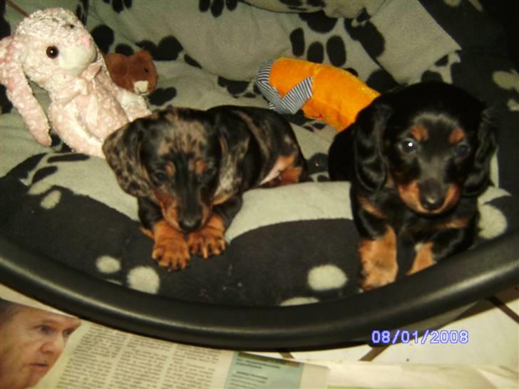 Dværggravhund Mini - Er vi ikke søde sammen??Det er min søster Cleo"" billede 8