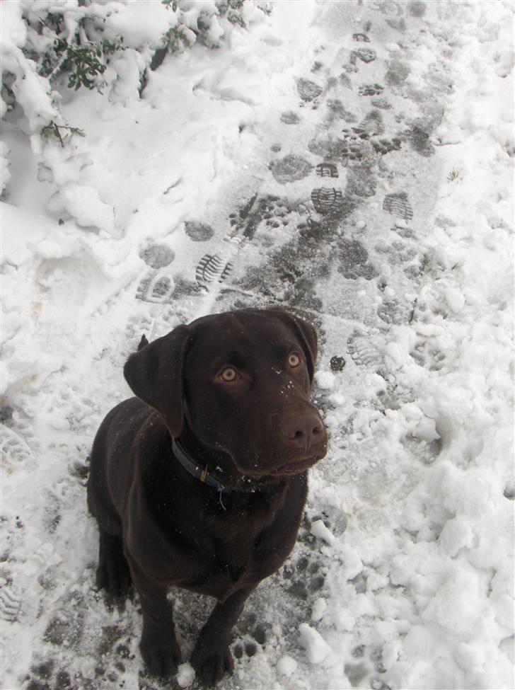Labrador retriever Bailey - Bailey 7 måneder gammel billede 1