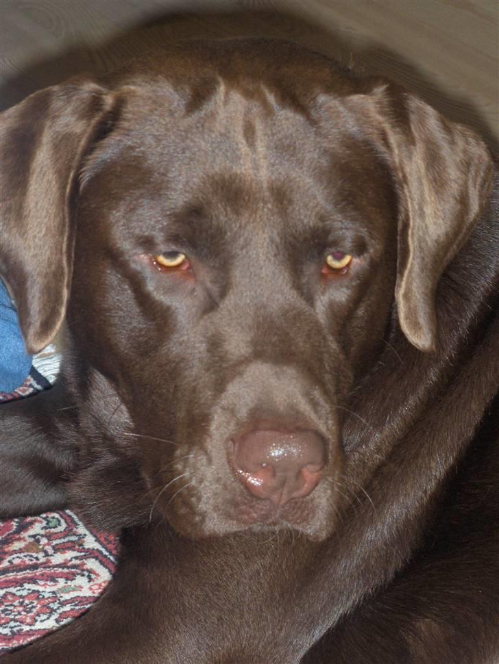 Labrador retriever Bailey - Bailey 1 år gammel billede 2