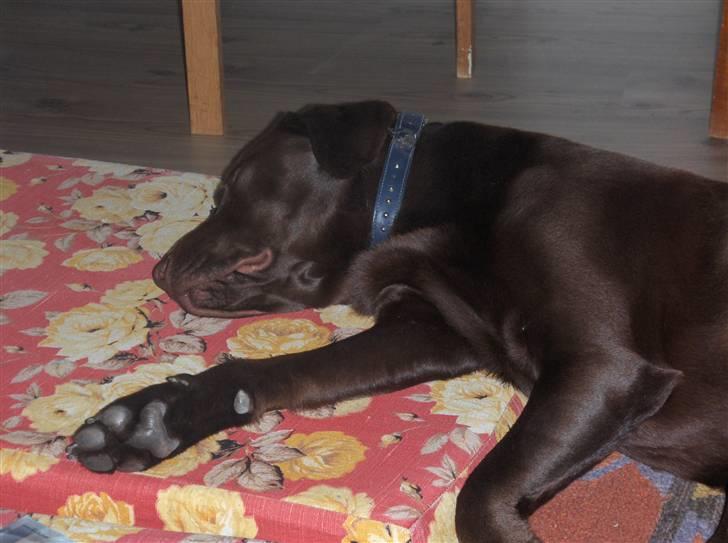 Labrador retriever Bailey - Bailey Bailey 16 måneder gammel billede 3