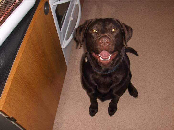 Labrador retriever Bailey - Bailey 7 måneder gammel billede 4