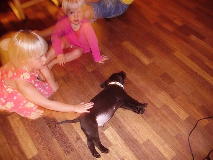 Labrador retriever Bailey - Bailey 7 uger gammel billede 5