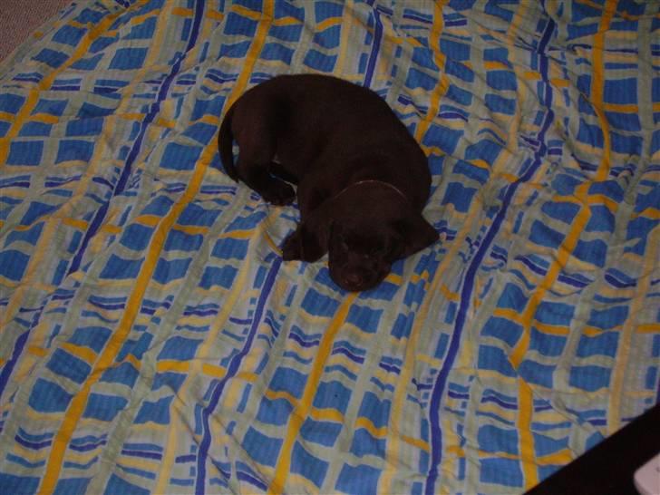 Labrador retriever Bailey - Bailey 9 uger gammel billede 6