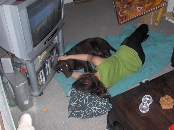 Labrador retriever Bailey - Bailey 6 måneder billede 7