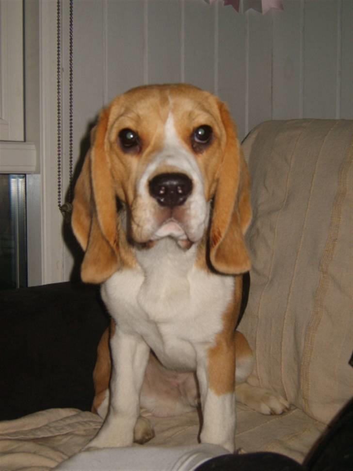Beagle Balder - Er jeg ikke bare dejlig billede 1