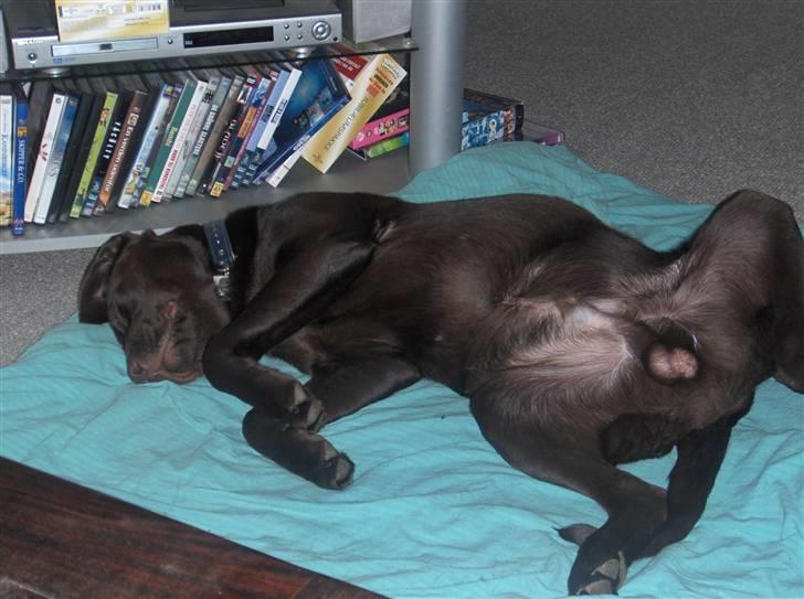 Labrador retriever Bailey - Sådan sover Bailey bedst billede 8