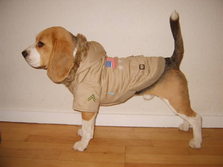 Beagle Balder - nyt tøj total sej jakke far og mor har købt til det kolde blæst og sne og regn. billede 2