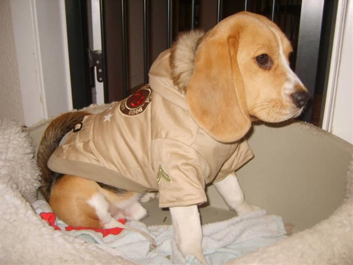 Beagle Balder - nyt tøj total sej jakke far og mor har købt til det kolde blæst og sne og regn. billede 3