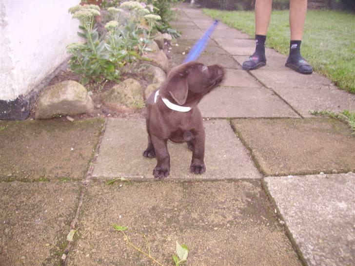 Labrador retriever Bailey - Baileys første tur i snor 7 uger gammel billede 9