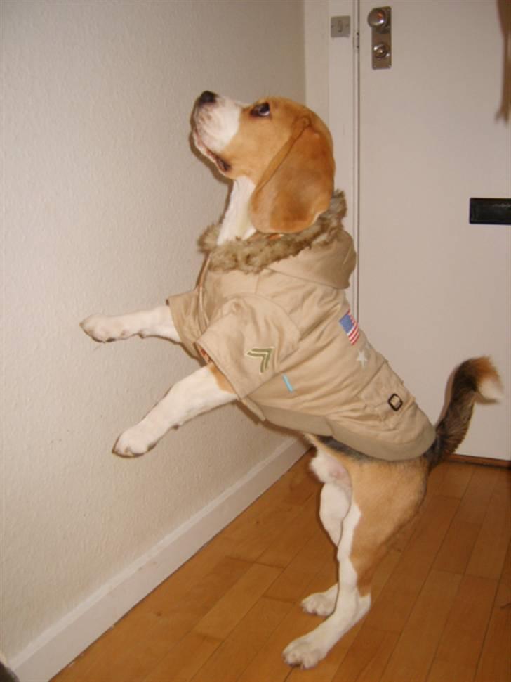 Beagle Balder - nyt tøj total sej jakke far og mor har købt til det kolde blæst og sne og regn. billede 4