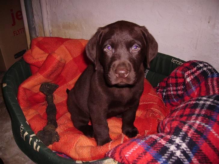 Labrador retriever Bailey - Da Bailey lige var kommet hjem til os 7 uger gammel billede 10