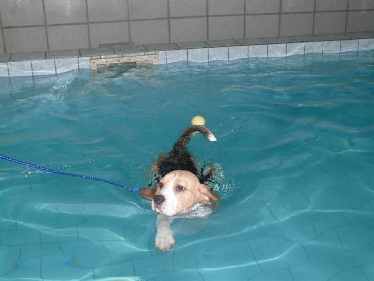 Beagle Balder - Jeg elsker bare at svømme det er bare total yndlings billede 5