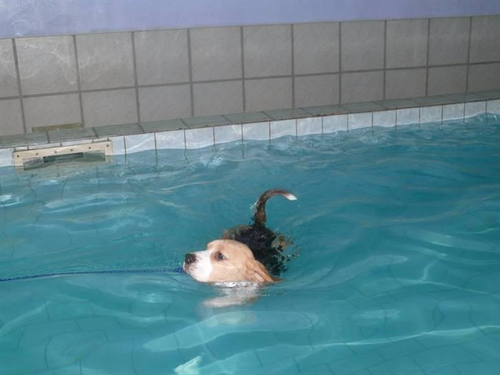 Beagle Balder - Jeg elsker bare at svømme det er bare total yndlings billede 6