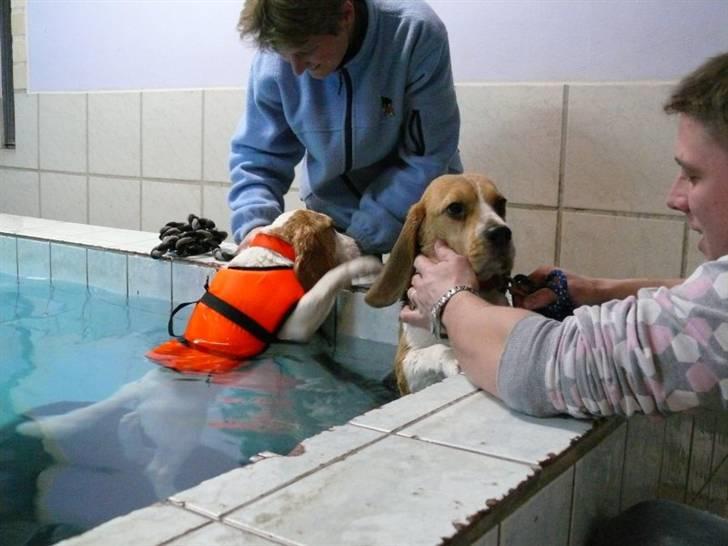 Beagle Balder - Holder pause med min søster Ally billede 7