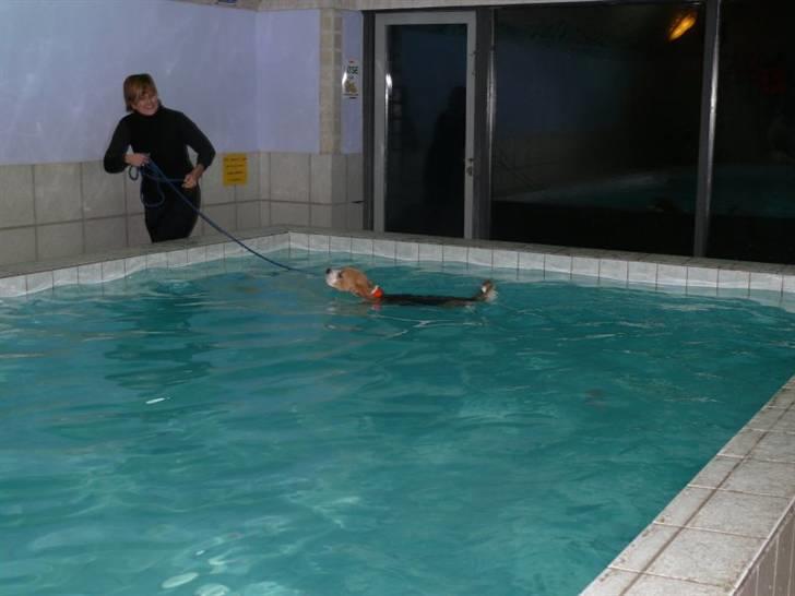 Beagle Balder - Jeg elsker bare at svømme det er bare total yndlings Svømmer lige med mor billede 8