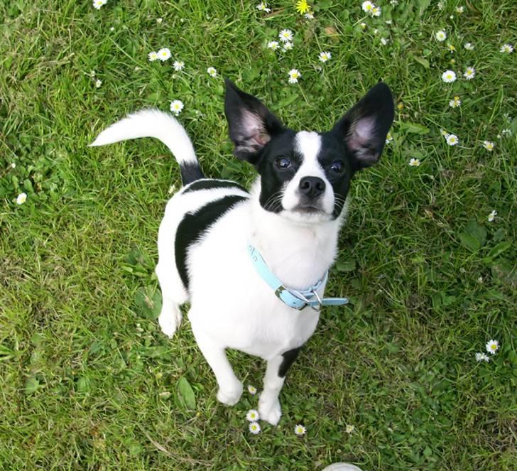 Blanding af racer Theis billede 1