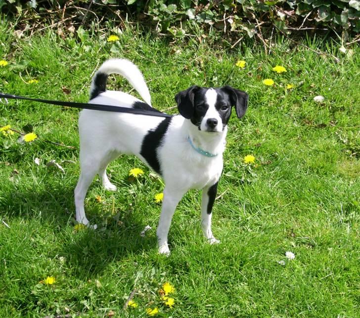 Blanding af racer Theis billede 2