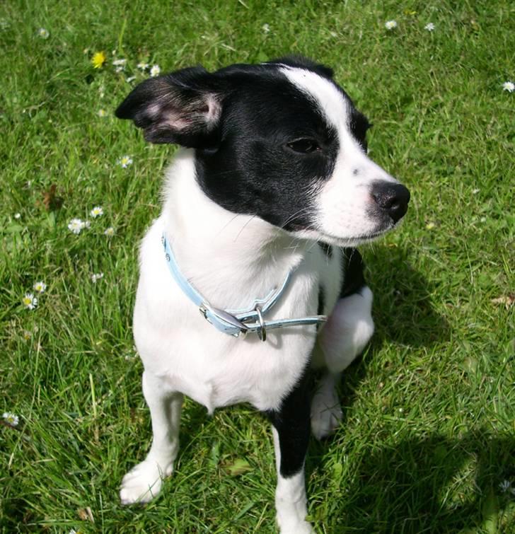 Blanding af racer Theis billede 3