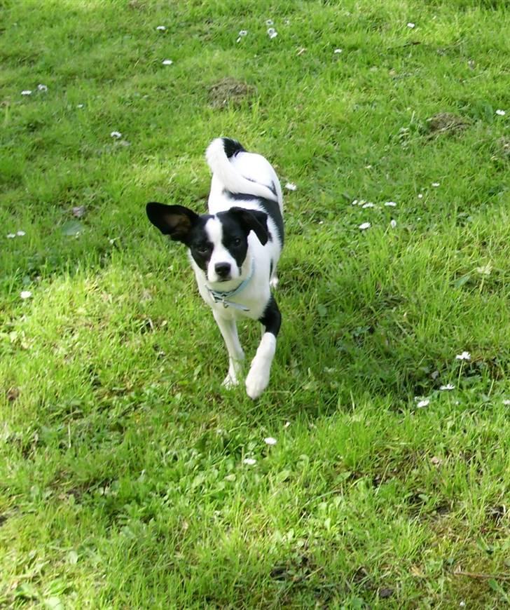 Blanding af racer Theis billede 4