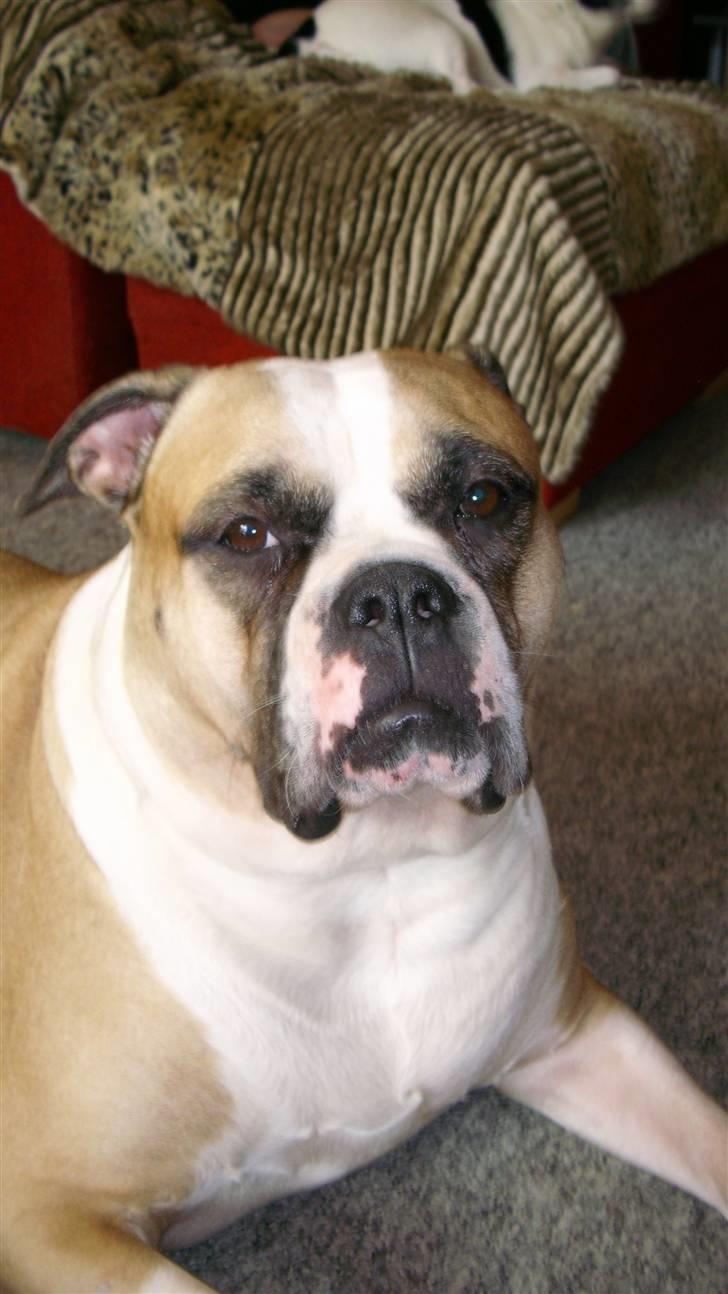 Amerikansk bulldog Gabi billede 2