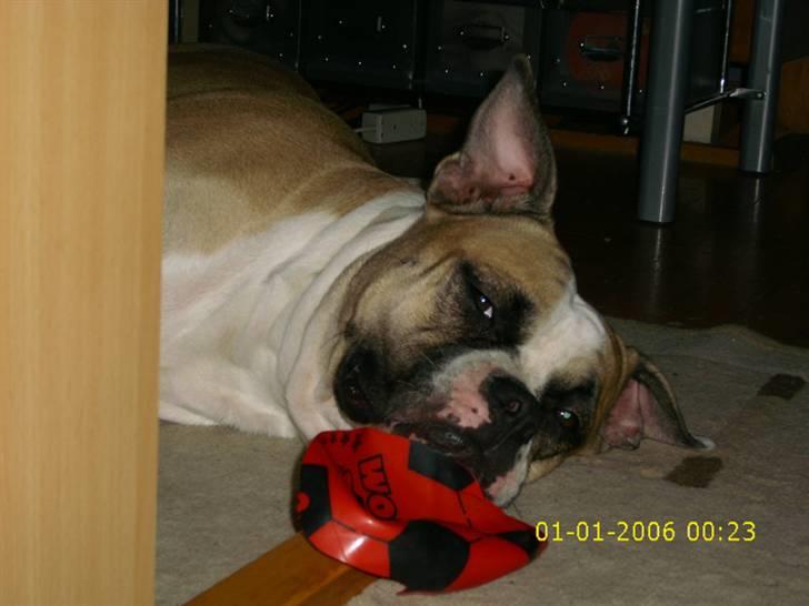 Amerikansk bulldog Gabi billede 4