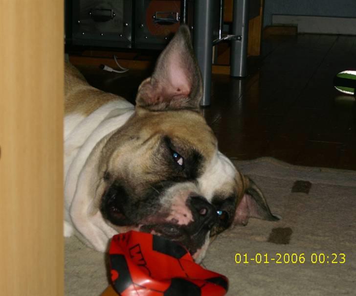 Amerikansk bulldog Gabi billede 5