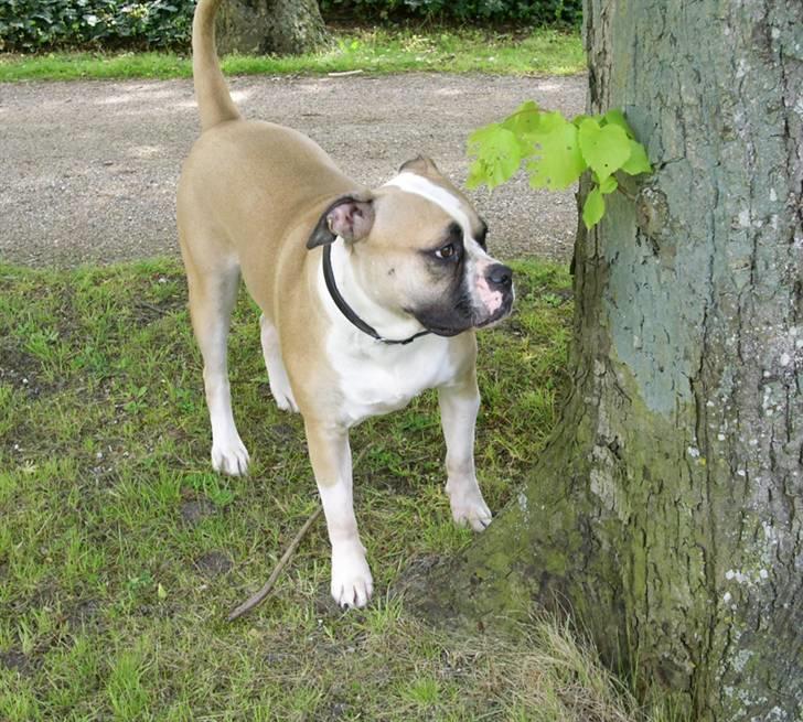 Amerikansk bulldog Gabi billede 6