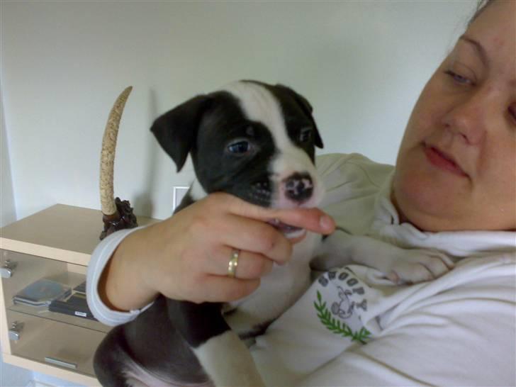 Blanding af racer Amstaff/AmBull Tyson billede 8