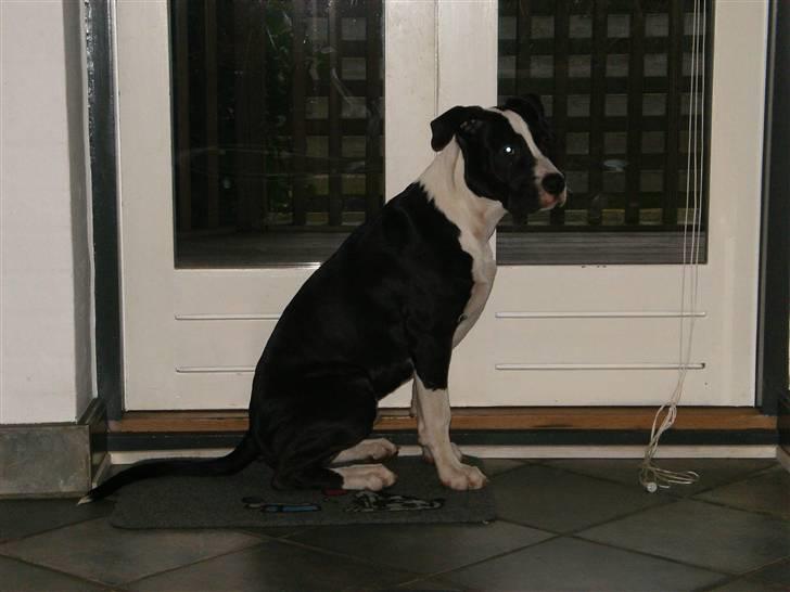 Blanding af racer Amstaff/AmBull Tyson billede 9