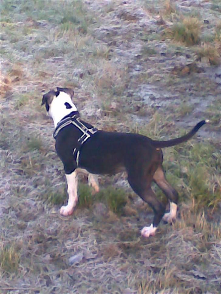 Blanding af racer Amstaff/AmBull Tyson billede 10