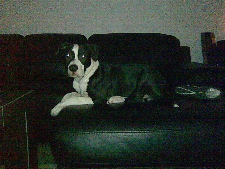 Blanding af racer Amstaff/AmBull Tyson billede 11