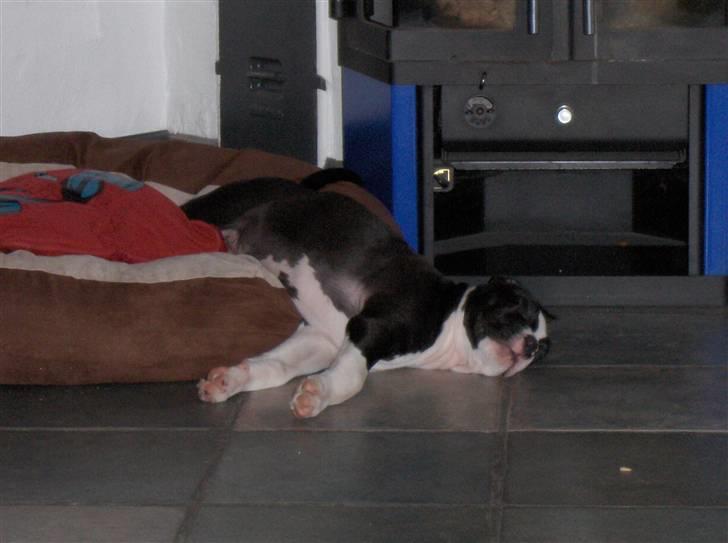 Blanding af racer Amstaff/AmBull Tyson billede 12