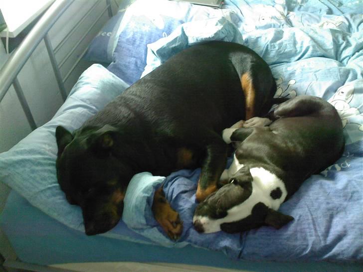 Blanding af racer Amstaff/AmBull Tyson billede 13