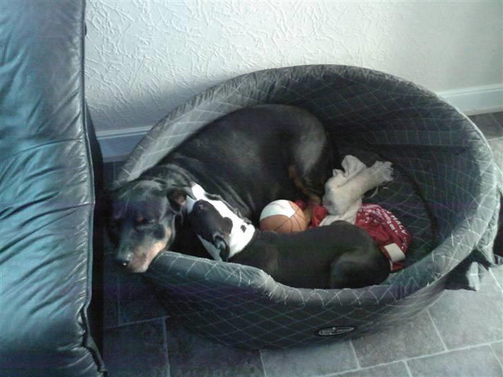 Blanding af racer Amstaff/AmBull Tyson billede 14