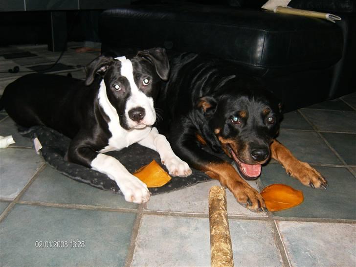 Blanding af racer Amstaff/AmBull Tyson billede 15