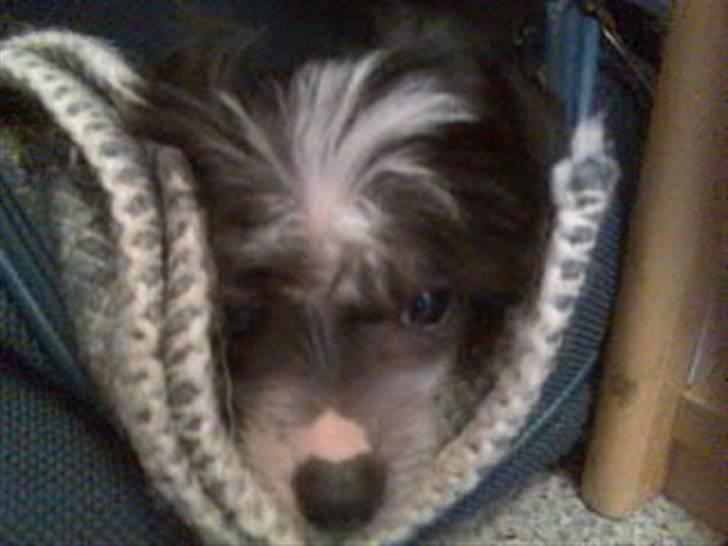 Chinese crested hårløs Chica - Elsker jo at putte! billede 1