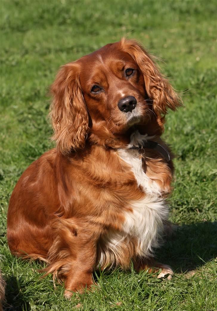 Blanding af racer Max min elskede Himmelhund - Hey - skal vi lege ??? billede 1