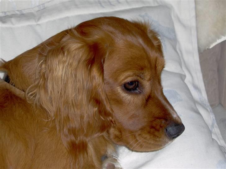 Blanding af racer Max min elskede Himmelhund - Jeg er altså lidt træt lige nu ..... gaaaaaab billede 3