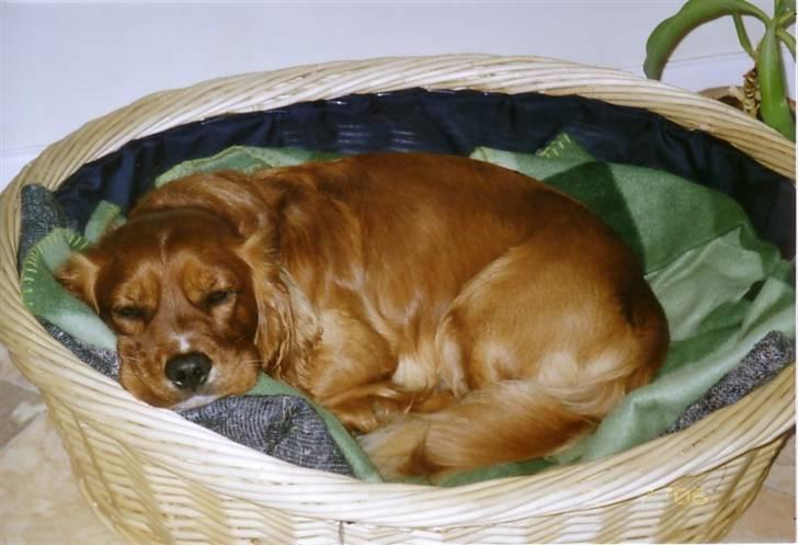 Blanding af racer Max min elskede Himmelhund - Jeg er træt fordi jeg har været i Nordjylland og besøge min søster og min halvsøster - de var rigtig søde og lege med! billede 4