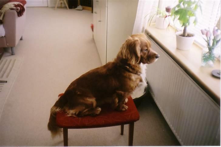 Blanding af racer Max min elskede Himmelhund - Jeg elsker at holde øje med bilerne på vejen - en rigtig drengesport! billede 5