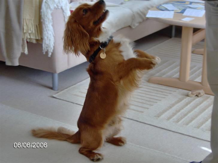 Blanding af racer Max min elskede Himmelhund - Her kan I se hvor go´ jeg er til at sidde og se nuttet ud - i laaaang tid endda. billede 6