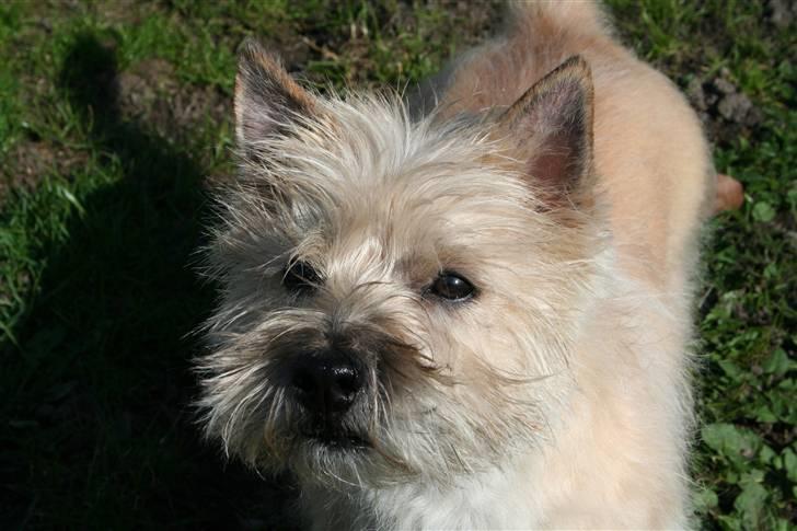 Cairn terrier Gaia - Hvad er det du har i håneden? Kan det spises? billede 1