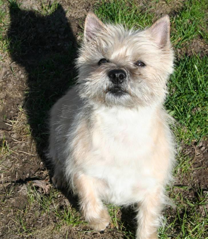 Cairn terrier Gaia - Hvis jeg nu sidder pænt må jeg så ikke nok smage? billede 2