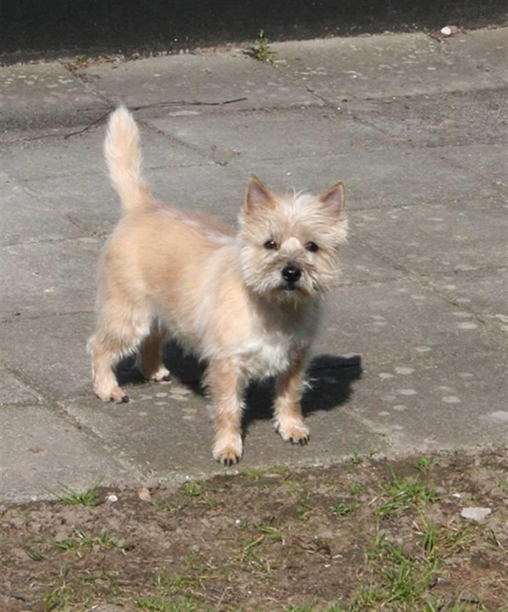 Cairn terrier Gaia - Hvad står du der og laver? billede 3