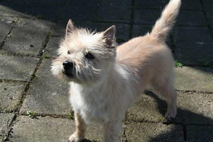 Cairn terrier Gaia - Jeg kan da godt vise mig fra min pæne side billede 4