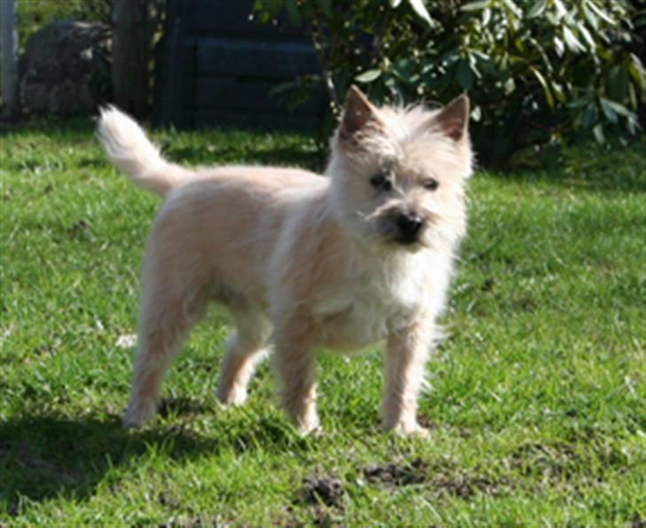 Cairn terrier Gaia - Ligger der en hundebobs? billede 5