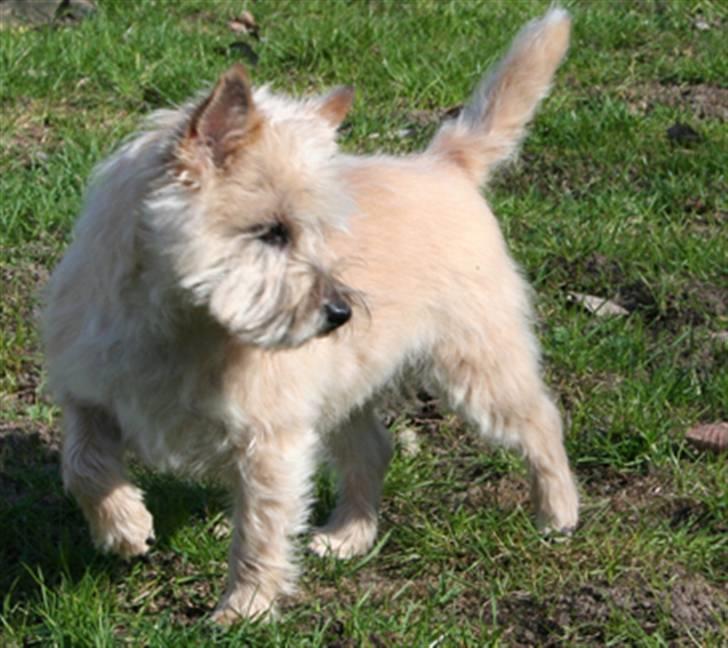 Cairn terrier Gaia - Hvad var det der løb der? billede 6
