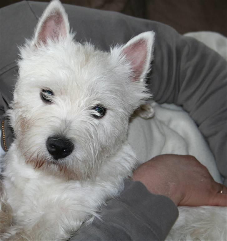 West highland white terrier Dundee - Han elsker at ligge og hygge billede 1