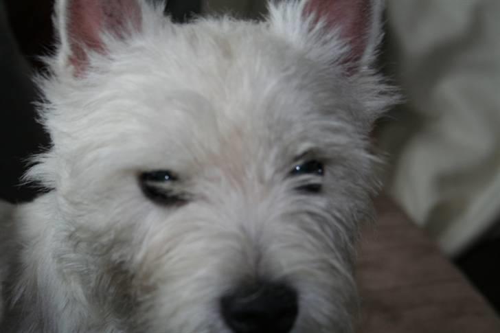 West highland white terrier Dundee - Prøv lige at se ham billede 2