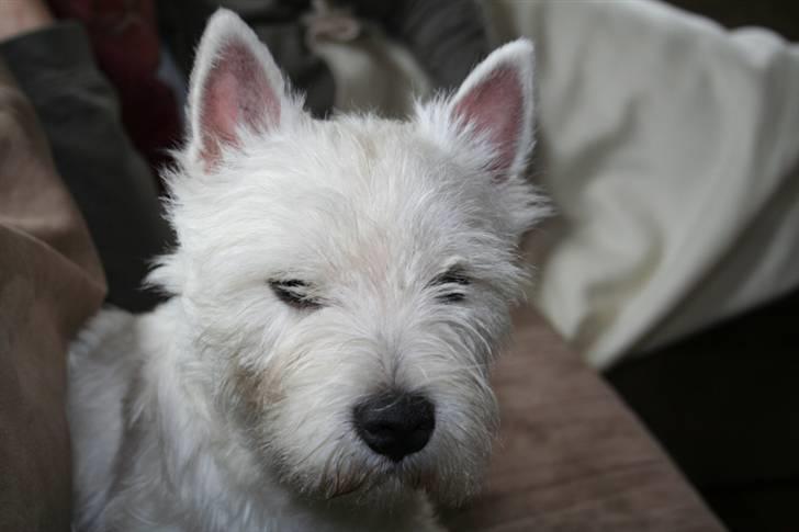 West highland white terrier Dundee - Kan du ikke bare lade mig være? jeg vil sove billede 3